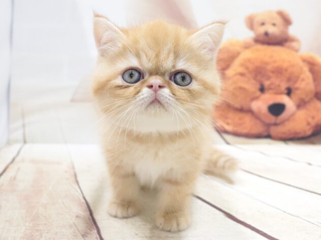 大阪府のエキゾチック (アミーゴ鳳店/2026年5月30日生まれ/男の子/レッドタビー)の子猫の3枚目の画像
