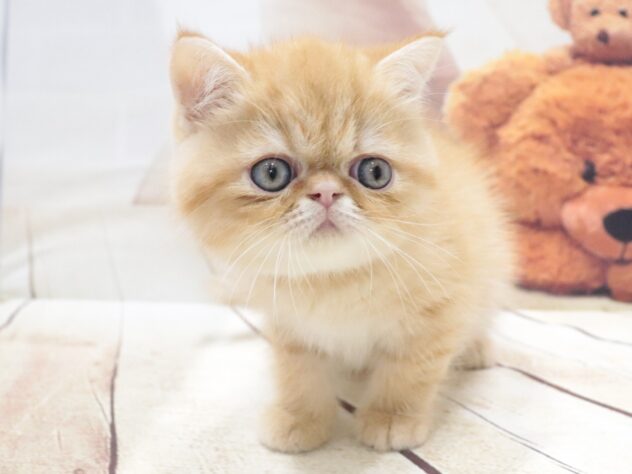 大阪府のエキゾチック (アミーゴ鳳店/2026年5月30日生まれ/男の子/レッドタビー)の子猫の4枚目の画像