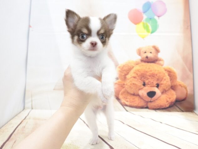 大阪府のチワワ(ロング) (アミーゴ鳳店/2026年5月30日生まれ/男の子/チョコレートタンホワイト)の子犬の3枚目の画像