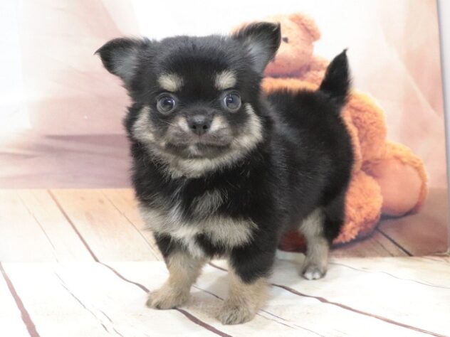 大阪府のハーフ犬・ミックス犬 (アミーゴ鳳店/2026年5月31日生まれ/女の子/ブラックタンホワイト)の子犬の2枚目の画像