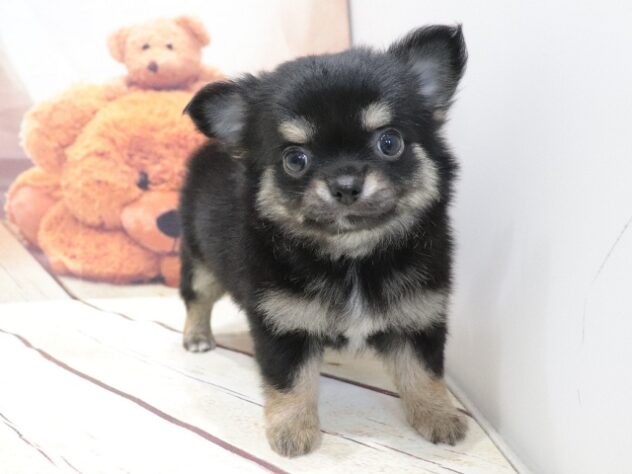 大阪府のハーフ犬・ミックス犬 (アミーゴ鳳店/2026年5月31日生まれ/女の子/ブラックタンホワイト)の子犬の3枚目の画像