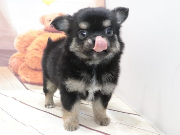 大阪府のハーフ犬・ミックス犬 (アミーゴ鳳店/2026年5月31日生まれ/女の子/ブラックタンホワイト)の子犬の4枚目の画像