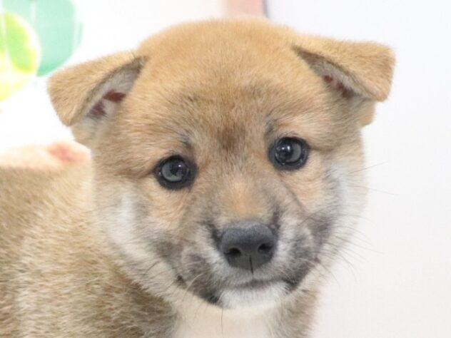 大阪府の柴犬(標準サイズ) (アミーゴ鳳店/2026年6月1日生まれ/女の子/赤)の子犬の2枚目の画像
