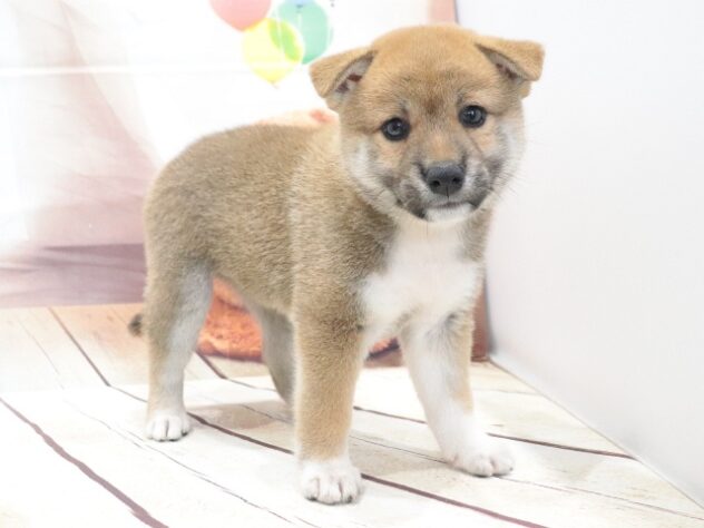 大阪府の柴犬(標準サイズ) (アミーゴ鳳店/2026年6月1日生まれ/女の子/赤)の子犬の3枚目の画像