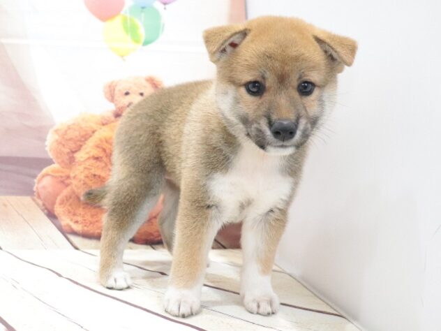 大阪府の柴犬(標準サイズ) (アミーゴ鳳店/2026年6月1日生まれ/女の子/赤)の子犬の4枚目の画像