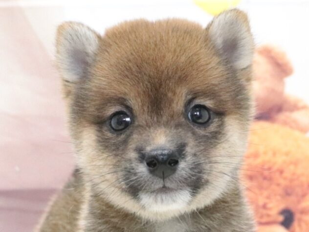 大阪府の豆柴 (アミーゴ鳳店/2026年6月2日生まれ/男の子/赤)の子犬の2枚目の画像