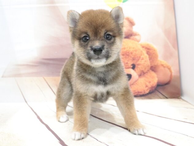 大阪府の豆柴 (アミーゴ鳳店/2026年6月2日生まれ/男の子/赤)の子犬の3枚目の画像
