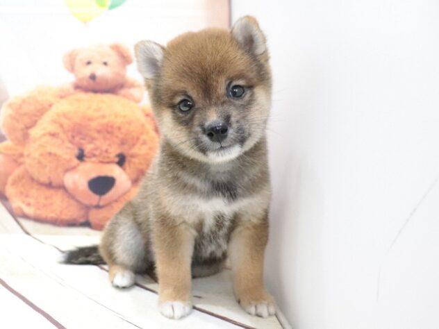 大阪府の豆柴 (アミーゴ鳳店/2026年6月2日生まれ/男の子/赤)の子犬の4枚目の画像
