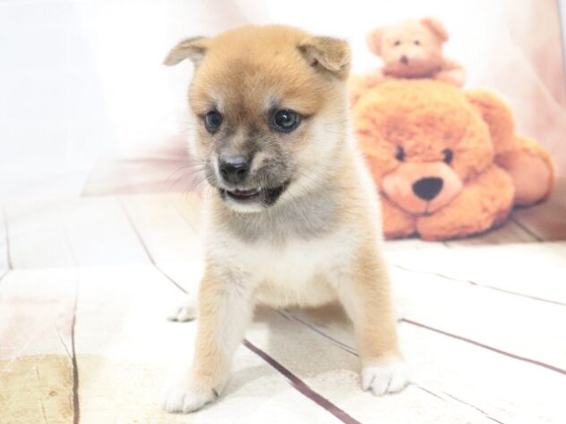 大阪府の豆柴 (アミーゴ鳳店/2026年5月30日生まれ/男の子/赤)の子犬の2枚目の画像