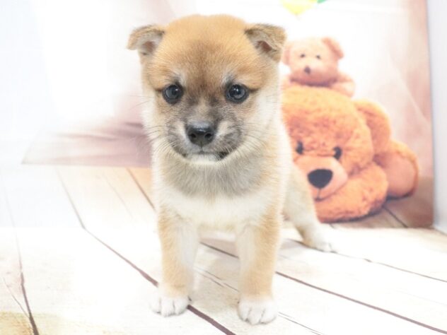 大阪府の豆柴 (アミーゴ鳳店/2026年5月30日生まれ/男の子/赤)の子犬の3枚目の画像