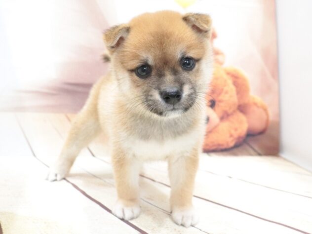 大阪府の豆柴 (アミーゴ鳳店/2026年5月30日生まれ/男の子/赤)の子犬の4枚目の画像