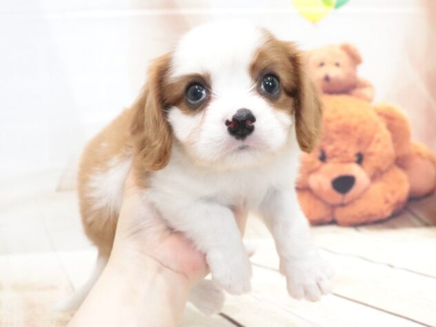 大阪府のキャバリアキングチャールズスパニエル (アミーゴ鳳店/2026年6月1日生まれ/男の子/ブレンハイム)の子犬の4枚目の画像