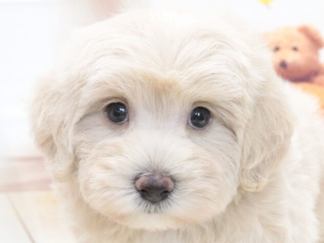 大阪府のハーフ犬・ミックス犬 (アミーゴ鳳店/2026年6月1日生まれ/男の子/クリーム)の子犬の2枚目の画像