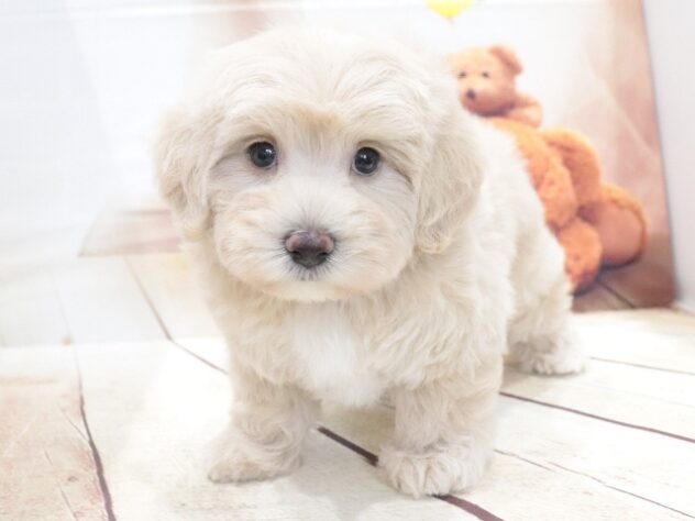 大阪府のハーフ犬・ミックス犬 (アミーゴ鳳店/2026年6月1日生まれ/男の子/クリーム)の子犬の3枚目の画像