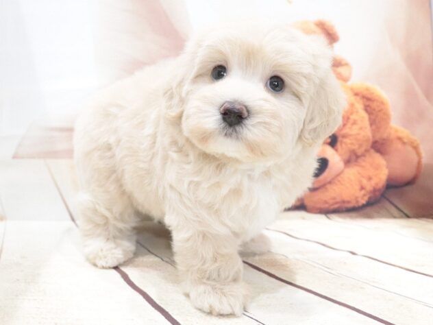 大阪府のハーフ犬・ミックス犬 (アミーゴ鳳店/2026年6月1日生まれ/男の子/クリーム)の子犬の4枚目の画像