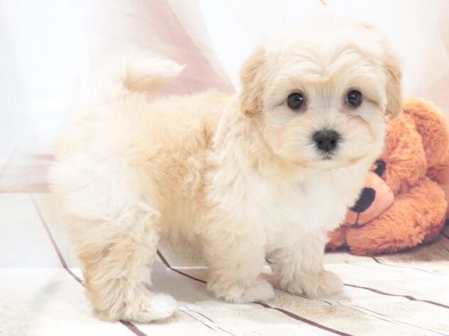 大阪府のハーフ犬・ミックス犬 (アミーゴ鳳店/2026年6月1日生まれ/女の子/クリーム)の子犬の2枚目の画像