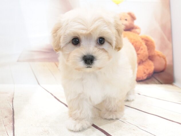 大阪府のハーフ犬・ミックス犬 (アミーゴ鳳店/2026年6月1日生まれ/女の子/クリーム)の子犬の3枚目の画像