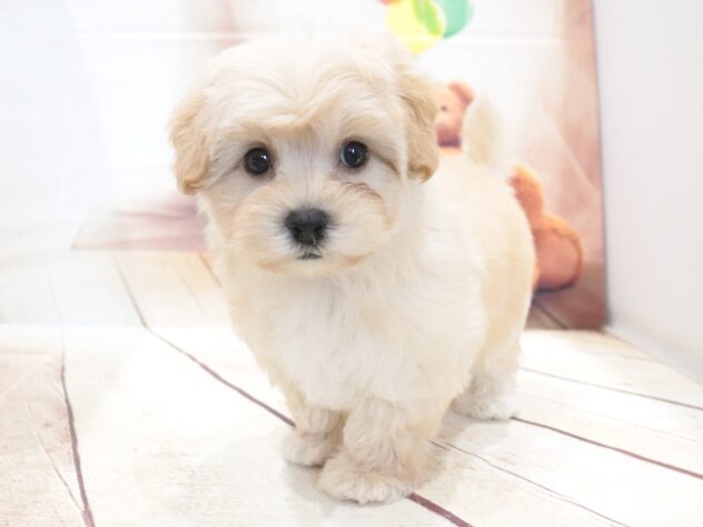 大阪府のハーフ犬・ミックス犬 (アミーゴ鳳店/2026年6月1日生まれ/女の子/クリーム)の子犬の4枚目の画像