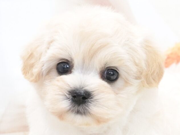 大阪府のハーフ犬・ミックス犬 (アミーゴ鳳店/2026年5月28日生まれ/女の子/クリーム)の子犬の2枚目の画像