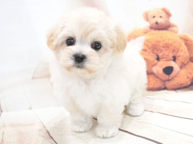 大阪府のハーフ犬・ミックス犬 (アミーゴ鳳店/2026年5月28日生まれ/女の子/クリーム)の子犬の3枚目の画像