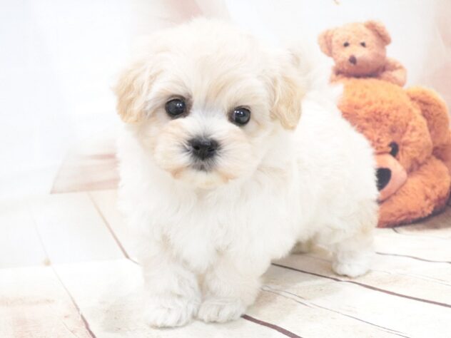 大阪府のハーフ犬・ミックス犬 (アミーゴ鳳店/2026年5月28日生まれ/女の子/クリーム)の子犬の4枚目の画像