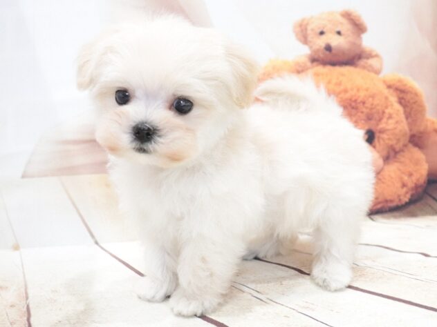大阪府のハーフ犬・ミックス犬 (アミーゴ鳳店/2026年5月31日生まれ/男の子/クリーム)の子犬の2枚目の画像