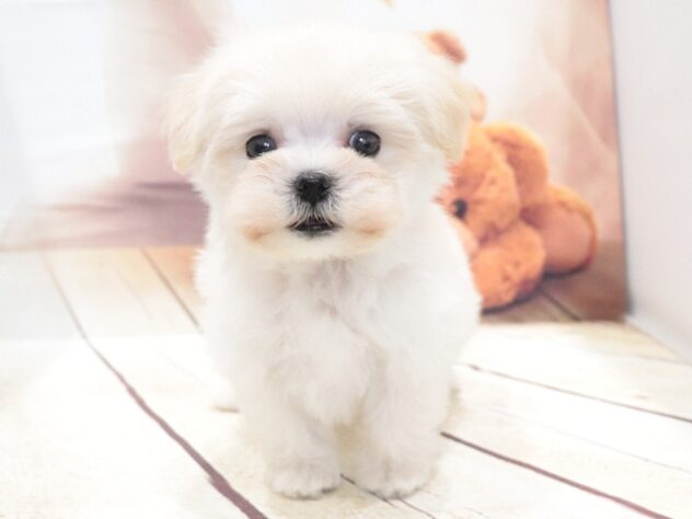 大阪府のハーフ犬・ミックス犬 (アミーゴ鳳店/2026年5月31日生まれ/男の子/クリーム)の子犬の3枚目の画像