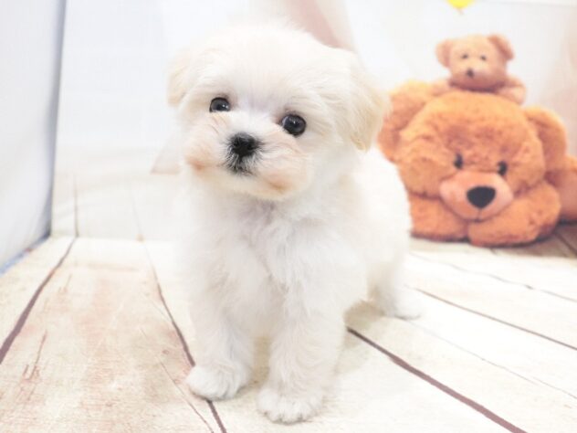 大阪府のハーフ犬・ミックス犬 (アミーゴ鳳店/2026年5月31日生まれ/男の子/クリーム)の子犬の4枚目の画像