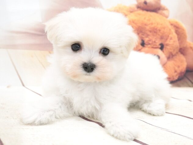 大阪府のハーフ犬・ミックス犬 (アミーゴ鳳店/2026年5月30日生まれ/女の子/ホワイト)の子犬の2枚目の画像