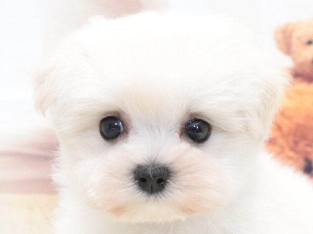 大阪府のハーフ犬・ミックス犬 (アミーゴ鳳店/2026年5月30日生まれ/女の子/ホワイト)の子犬の3枚目の画像