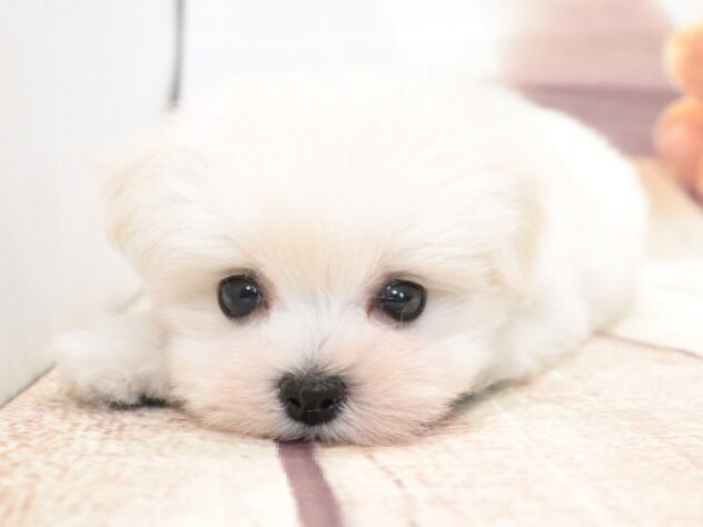 大阪府のハーフ犬・ミックス犬 (アミーゴ鳳店/2026年5月30日生まれ/女の子/ホワイト)の子犬の4枚目の画像