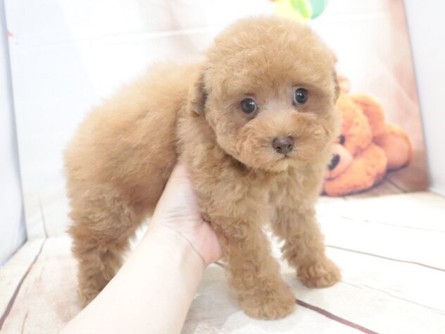 大阪府のトイプードル(トイ) (アミーゴ鳳店/2026年5月28日生まれ/男の子/アプリコット)の子犬の2枚目の画像