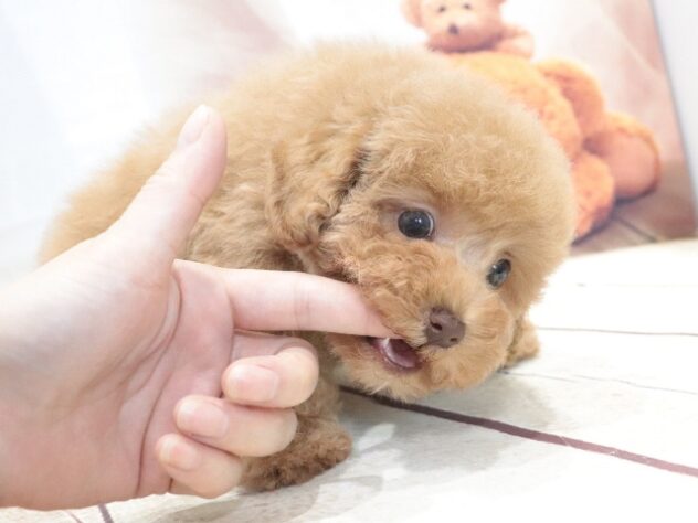 大阪府のトイプードル(トイ) (アミーゴ鳳店/2026年5月28日生まれ/男の子/アプリコット)の子犬の4枚目の画像