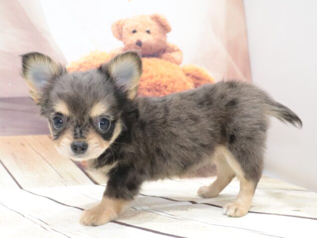 大阪府のチワワ(ロング) (アミーゴ鳳店/2026年5月5日生まれ/女の子/ブルーマール)の子犬の2枚目の画像