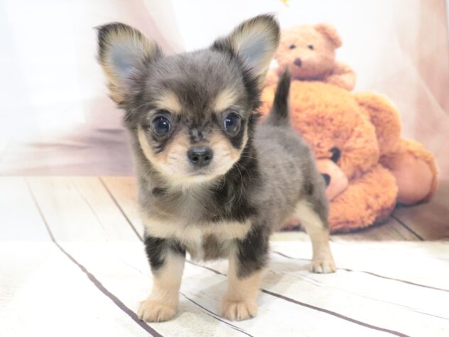 大阪府のチワワ(ロング) (アミーゴ鳳店/2026年5月5日生まれ/女の子/ブルーマール)の子犬の3枚目の画像