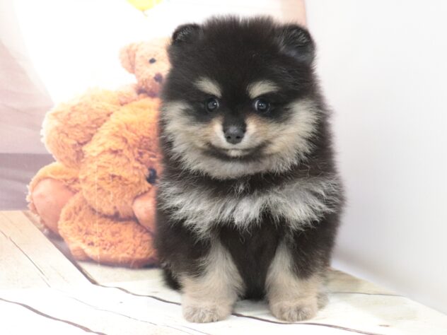 大阪府のポメラニアン (アミーゴ鳳店/2026年5月7日生まれ/男の子/ブラックタン)の子犬の2枚目の画像