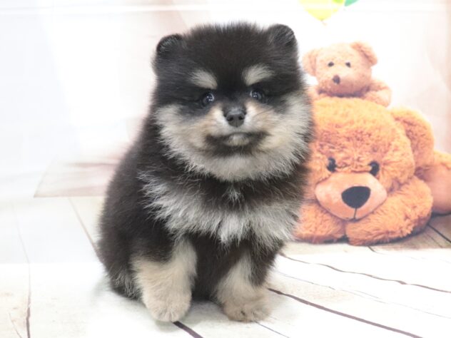 大阪府のポメラニアン (アミーゴ鳳店/2026年5月7日生まれ/男の子/ブラックタン)の子犬の3枚目の画像
