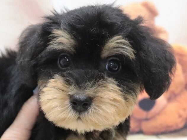 大阪府のハーフ犬・ミックス犬 (アミーゴ鳳店/2026年5月9日生まれ/男の子/ブラックタン)の子犬の2枚目の画像