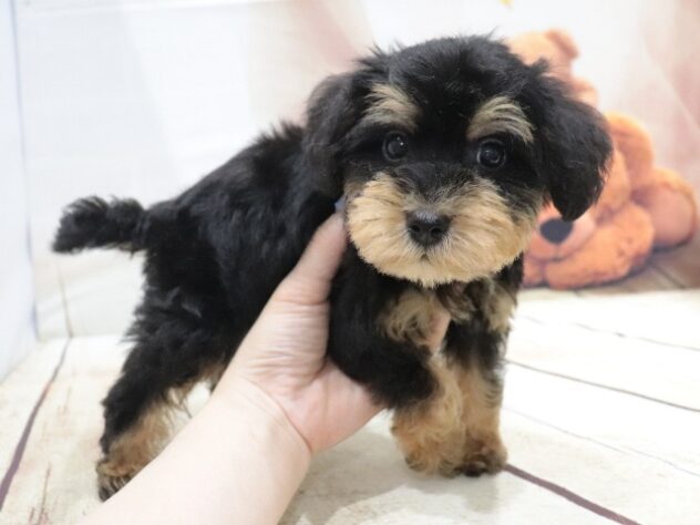 大阪府のハーフ犬・ミックス犬 (アミーゴ鳳店/2026年5月9日生まれ/男の子/ブラックタン)の子犬の3枚目の画像