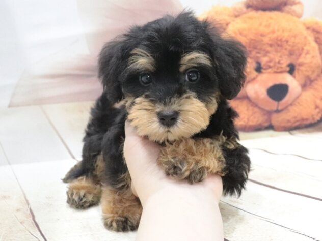 大阪府のハーフ犬・ミックス犬 (アミーゴ鳳店/2026年5月9日生まれ/男の子/ブラックタン)の子犬の4枚目の画像