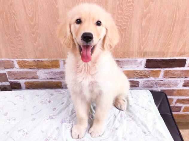 愛知県のゴールデンレトリバー (アミーゴ知立店/2026年4月29日生まれ/女の子/ゴールド)の子犬の1枚目の画像