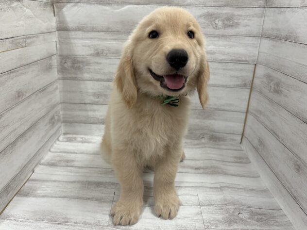 福島県のゴールデンレトリバー (アミーゴ小名浜店/2026年5月3日生まれ/男の子/クリーム)の子犬