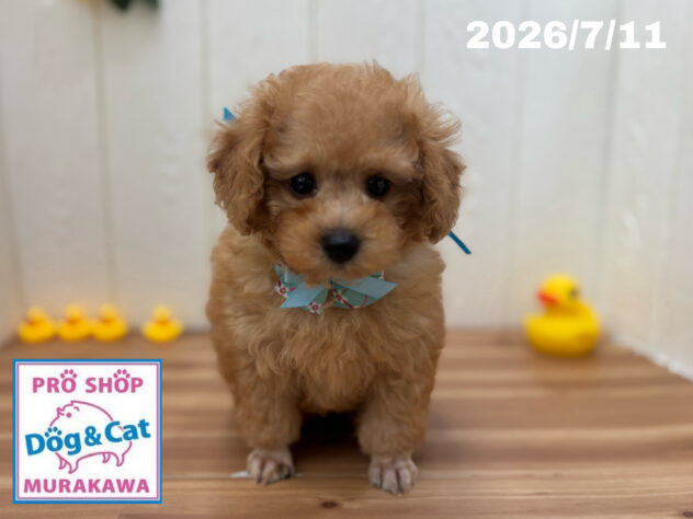 広島県のトイプードル(トイ) (アミーゴ大町店/2026年5月11日生まれ/男の子/オレンジフォーン)の子犬の3枚目の画像