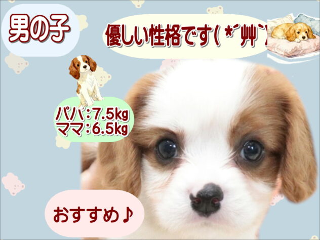 大阪府のキャバリアキングチャールズスパニエル (アミーゴ鳳店/2026年6月1日生まれ/男の子/ブレンハイム)の子犬の1枚目の画像