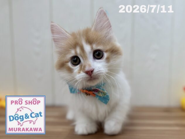 広島県のマンチカン (アミーゴ大町店/2026年5月6日生まれ/男の子/レッドタビーホワイト)の子猫の2枚目の画像