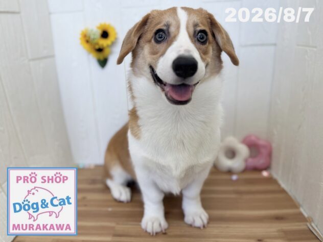 広島県のウェルシュコーギーペンブローク (アミーゴ大町店/2026年2月19日生まれ/女の子/セーブルホワイト)の子犬の1枚目の画像