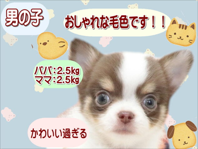 大阪府のチワワ(ロング) (アミーゴ鳳店/2026年5月30日生まれ/男の子/チョコレートタンホワイト)の子犬の1枚目の画像