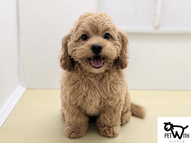 福島県のハーフ犬・ミックス犬 (アミーゴ会津若松店/2026年2月10日生まれ/男の子/02 レッド系)の子犬