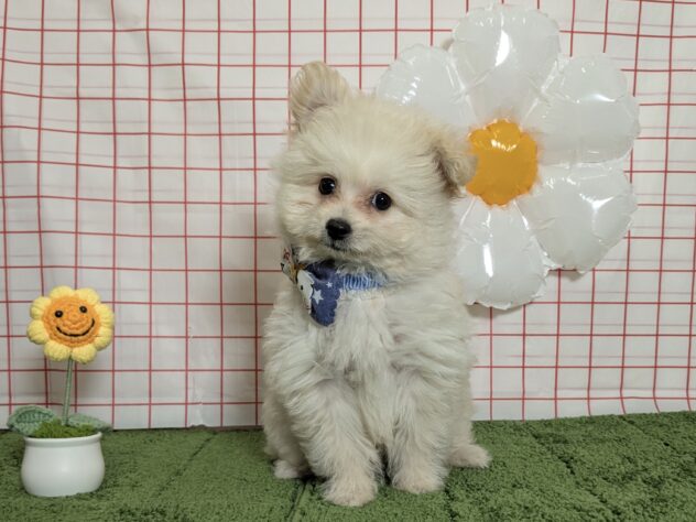 山形県のハーフ犬・ミックス犬 (アミーゴ酒田店/2026年5月18日生まれ/男の子/クリーム)の子犬の2枚目の画像