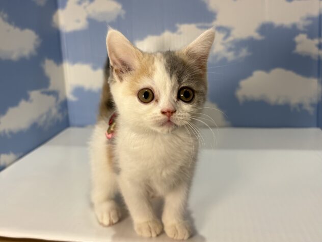 山形県のマンチカン (アミーゴ山形南店/2026年5月19日生まれ/女の子/ダイリュートキャリコ)の子猫の1枚目の画像
